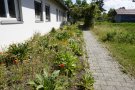 Blühfläche neben einem Gebäude