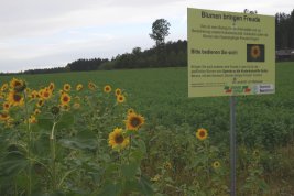 Feld mit Sonnenblumen