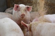 Einstreu fällt auf Mastschweine