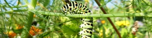 Raupe - LfL-Symbolbild zu Biodiversität