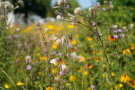 Das Bild zeigt eine Nahaufnahme einer Blüte mit Schmetterling.