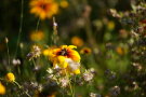 Das Bild zeigt zwei Bienen, die sich auf einer Blüte tummeln.