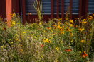 Das Bild zeigt die Blumenwiese vor dem Amt für Ländliche Entwicklung Oberpfalz.