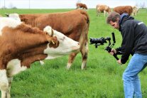 Ein Mann nimmt mit einer Kamera eine Kuh auf.