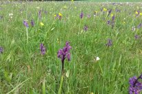 Eine grüne Wiese ist mit vielen bunten Orchideen übersät