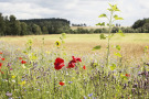 Ein Feldrain mit Wiesenblumen vor den landwirtschaftlichen Flächen.