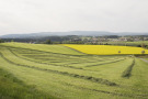 Wiese mit erster Maat vor einem Rapsfeld und Dörfern.