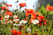 Blumenwiese mit Mohnblumen und Kamille