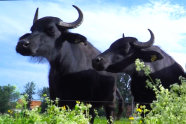 Zwei Köpfe von Wasserbüffeln