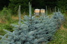 Christbäume mit zwei Bienenstöcken im Hintergrund
