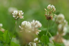 Weißkleeblüten