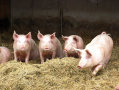 Schweine im Stroh