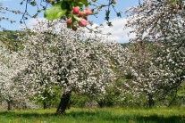 Blühende Obstbäume auf einer Wiese