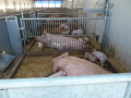 Sauen und Ferkel auf Stroh