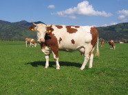Fleckviehkuh auf der Weide