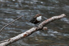 Wasseramsel auf Ast über Gewässer