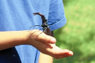 Hirschkäfer auf Kinderhand.